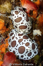 DISCODORIS ATROMACULATA by Vittorio Durante 